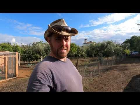 Image: Descubre la Experiencia de Apuestas en la Ruta del Pollo en España