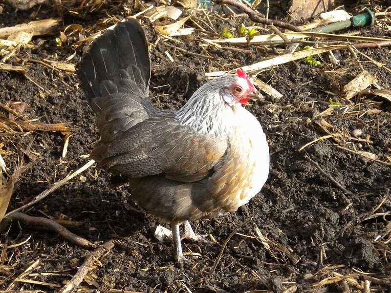 Best chicken road gokkast in Netherlands Best chicken road gokkast in Netherlands